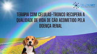 Terapia com células-tronco recupera a qualidade de vida de cão com doença renal
