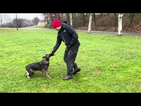 Venom z Jukasu - obedience - 4,5 months
