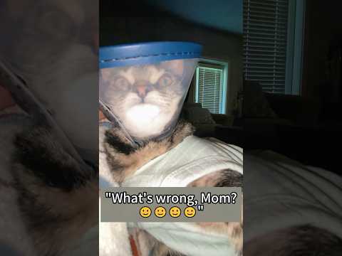 Where there are cats, there is happiness.#fyp #funny #catfortiktok #cat #pets #cute #foryoutube