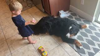 Toddler feeds Bernese mountain