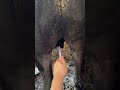 Drill Castration for calves, Japanese 243 style 　(伏見式捻転去勢、Henderson's castration)   縦動画