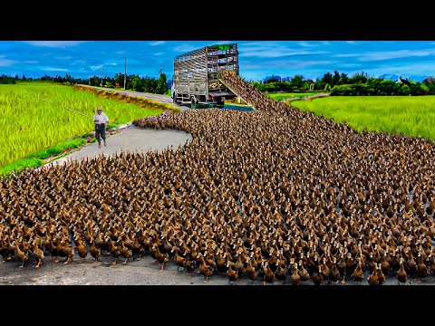 , title : 'How to Raising Millions of Duck on Rice Field For  Meat - Free range Duck Farming Technique'