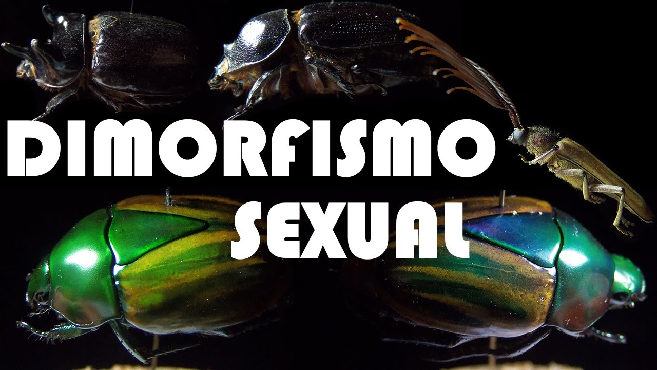 DIMORFISMO SEXUAL