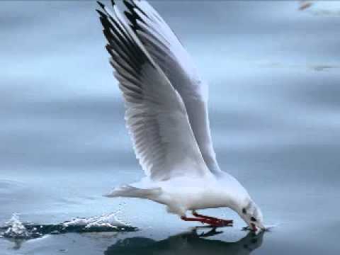 Video thumbnail for La Gaviota