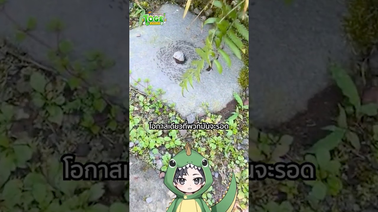 Death Spiral กังหันมดมรณะ | TOGE トゲ