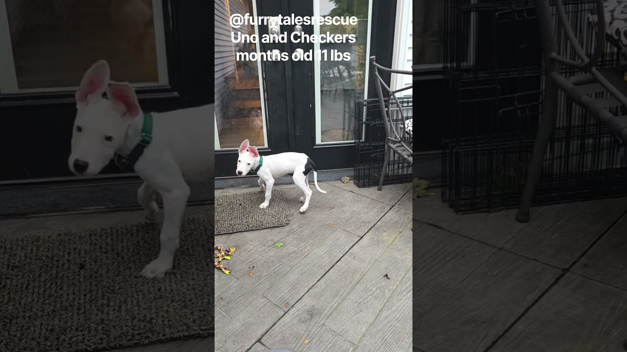 Enlarge Uno, a Adopted mixed breed in Blue Bell, PA video 3/6