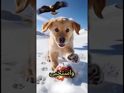 البنت سابت الكلب في التلج القارس ومشيت🥶😢💔