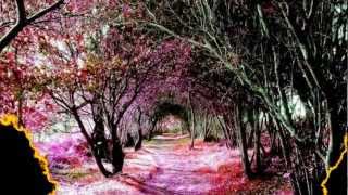 Guano Apes : Never Born