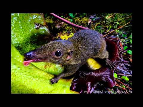 Ben Cherry Photos video.