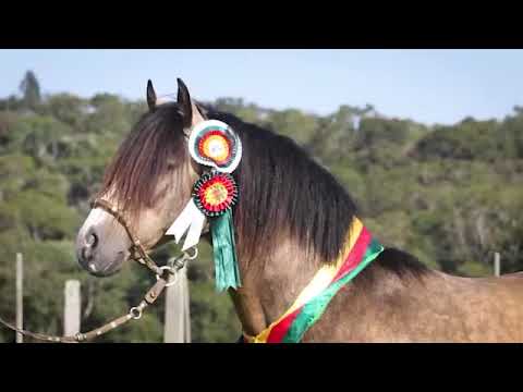 Namorador da Bela Aliança