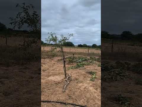 Poço artesiano no Sertão em Dormentes Pernambuco.