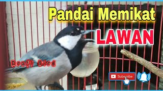 Download lagu Gelatik Batu gacor variasi | Pancingan ampuh gelatik muda hutan nyaut emosi mp3