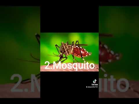 Top 10 most Dangerous Animal's in the world 😱😵 Sorry!! This video is part 2