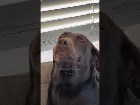 Vidéos les plus drôles de chats et de chiens