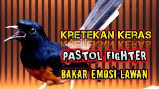 Download lagu Kretekan Keras Murai Pastol Fighter 🔥 Memancing Emosi Lawan Dalam Sekejap @dirutkicau4l  mp3