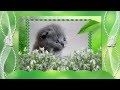 Весна!!! 1 марта день кошек! Серенада от исполнителя Божья Коровка, Когда весна стучит ...