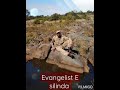 Evangelist E Silinda
