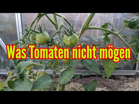 , title : 'Was Tomaten nicht mögen - Diese Fehler solltest du beim Tomatenanbau unbedingt vermeiden!'
