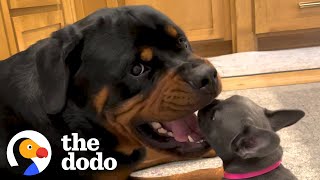 Rottweiler Gets A Tiny Puppy And Has The Most Surprising Reaction | The Dodo by The Dodo