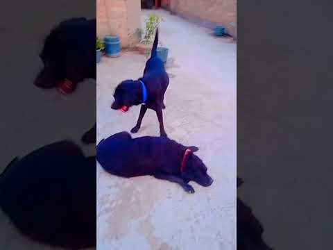 7 November 2023#YouTube shots#dogs #viral #trending #hashtag #pets #short ##beautiful labra dog