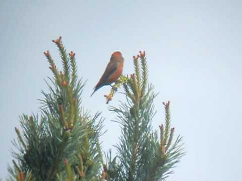 COMMON CROSSBILL male 10-5-2009 Old Lodge NR, East Sussex