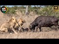 Lion And Leopard The Hunting Queens Of The Savannah Wild Animal Documentary