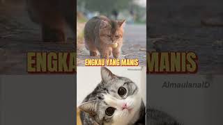 Download lagu madu dan racun ft. kucing lucu🥰 #music #cat #cute #feedshorts #shorts mp3