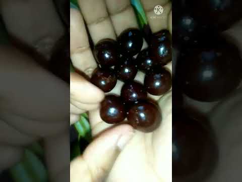Hershey's Exotic Dark Raspberry & Goji Flavoured Center Chocolate #Shorts #hersheys #chocolate #dark