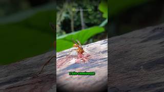 O VERDADEIRO PERIGO DA AMAZÔNIA (NÃO É A ONÇA!)