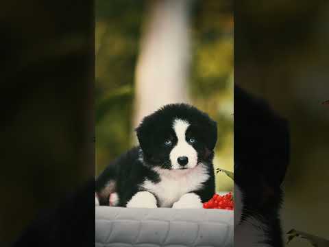 Australian Shepherd puppy for sale