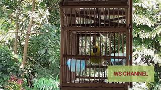 Download lagu Suara burung cucok rante/ranting Sumatera_Calon pikat mp3 Download lagu Suara burung cucok rante/ranting Sumatera_Calon pikat mp3