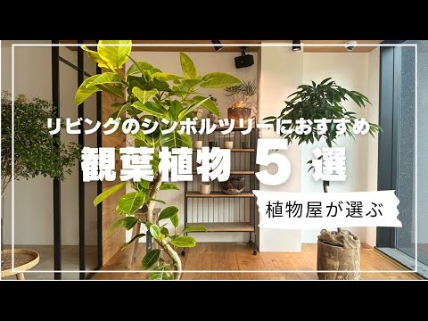 オフィスの植物: オフィスに最適な植物 10 種 ライフスタイル