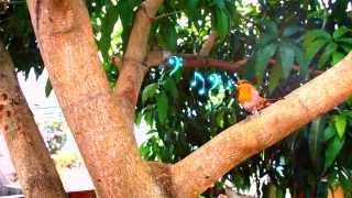 Leroy hates bird when it sings Bad Apple [YTPMV]