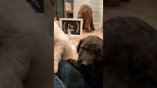 Video preview image #2 Goldendoodle Puppy For Sale in LAWRENCEVILLE, GA, USA