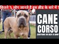 Serbia से आते हैं India में के सब से शानदार Cane Corso ; Mastiff
