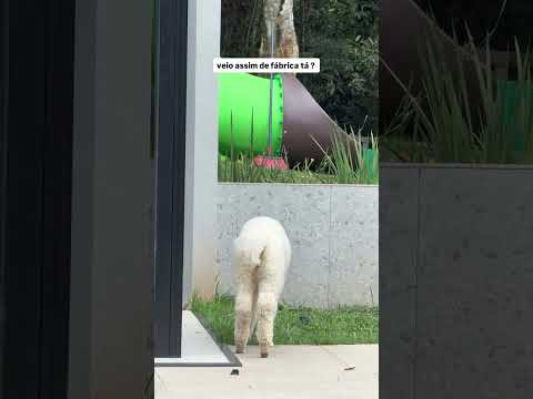 Zuzu veio assim de fábrica 🤣🦙🤍 #nathaliavalente #nathalia