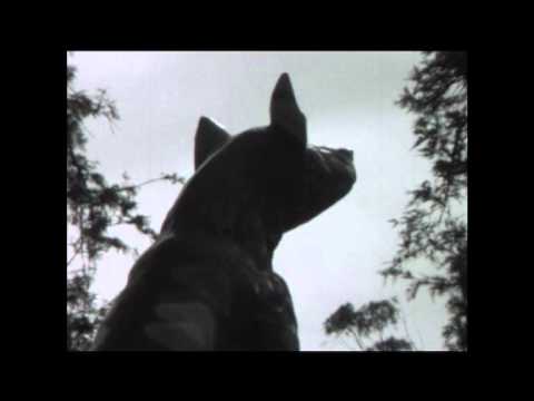 Video thumbnail for Dog With Wings