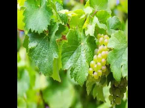 Green heaven red vine leaf extract, packaging type: polybag,...