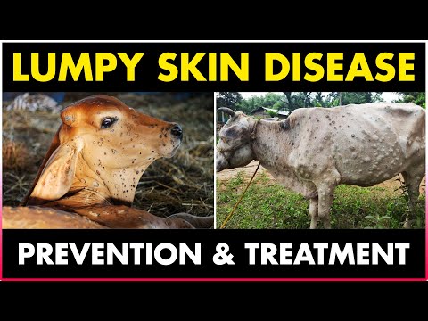 , title : 'Lumpy skin Disease Symptoms, treatment and Prevention Methods in Cows/Cattles'