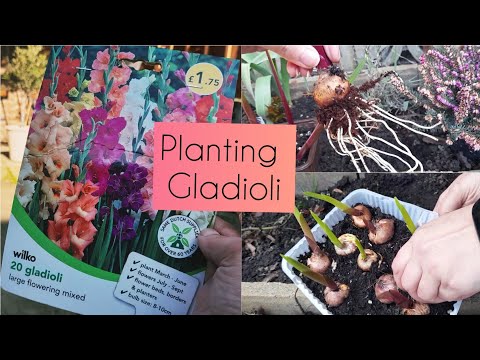 Gladioli Edition: Starting Gladioli Indoors for Earlier Blooms & Planting Outdoors - UK 🇬🇧