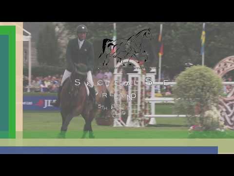 Lot 52 FILLY BY DIARADO X HARLEQUIN DU CAREL