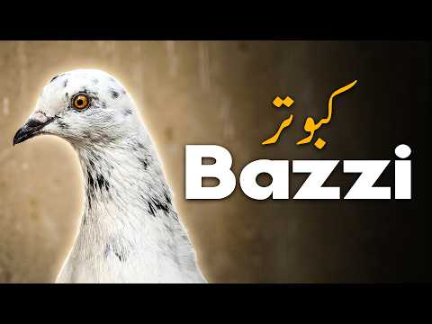 Inside the World of Pigeon Racing | Meet a Real Pigeon Trainer in Chichawatni!