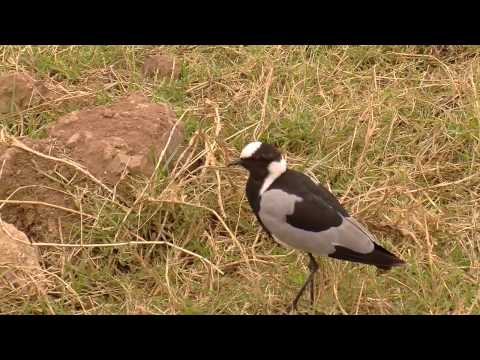 Blacksmith Lapwing in HD