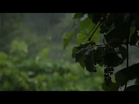 Sonido de lluvia: Un refugio tranquilo | @SonidosSerenos