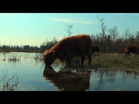 Hooglanders in de lente