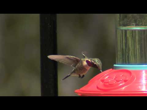 Lucifer Hummingbird (male in breeding plumage)