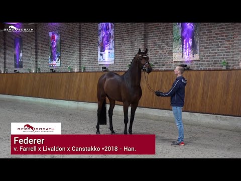Federer *2018 by Farrell x Livaldon | Sosath Stallion Show 2023