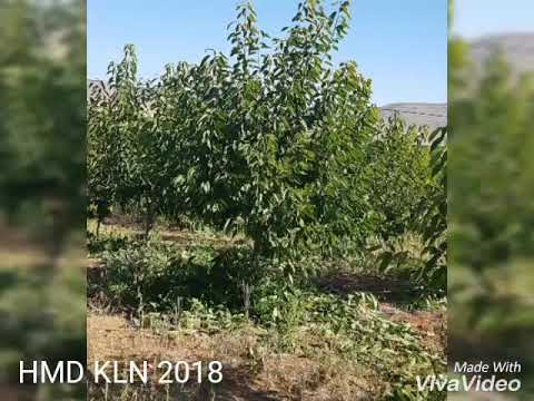 KILAN 2018 duvakta keçi sütü