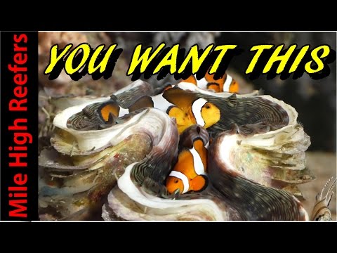 Why You Need a Clam in A Reef Tank