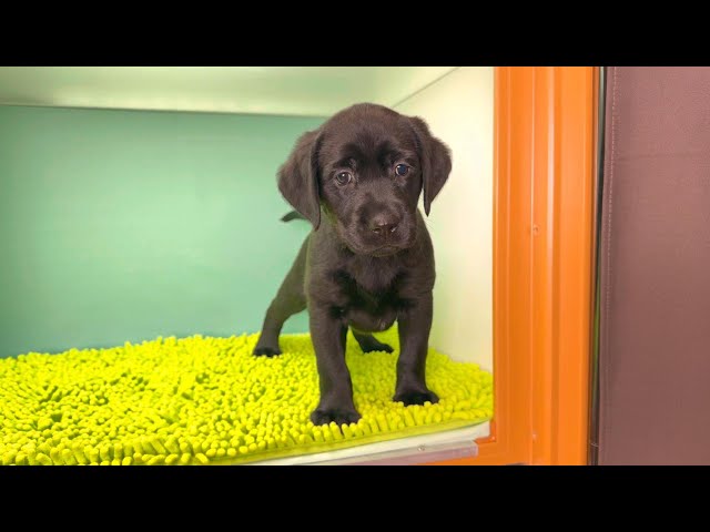 (子犬) 犬種：ラブラドール・レトリーバー 女の子 ブリーダー マロニエケンネル　MARRONNIER KENNEL k4060の画像